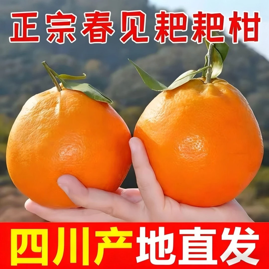 【商超品质】正宗四川春见耙耙柑新鲜水果整箱包邮送礼非丑橘爱媛橙