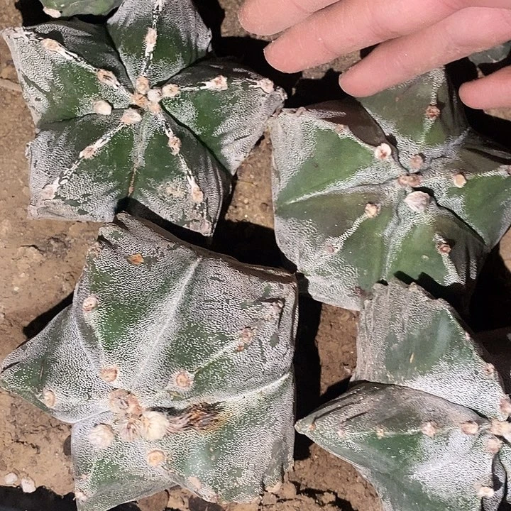 福利自根4颗银纱鸾大个头