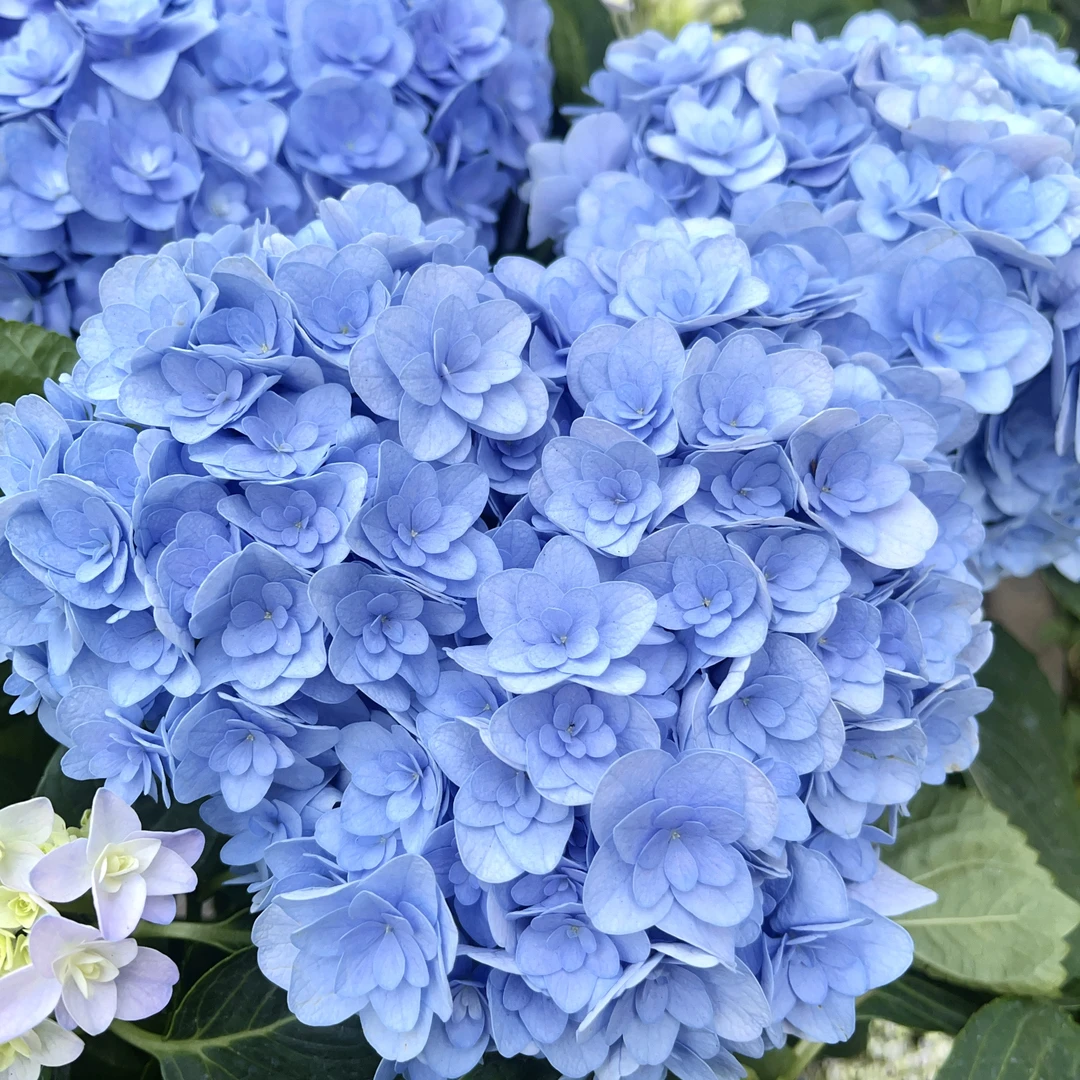 【鸿飞专属】蓝色弗洛仑蒂娜 （新2加仑）重瓣绣球盆栽 云南鲜花绿植