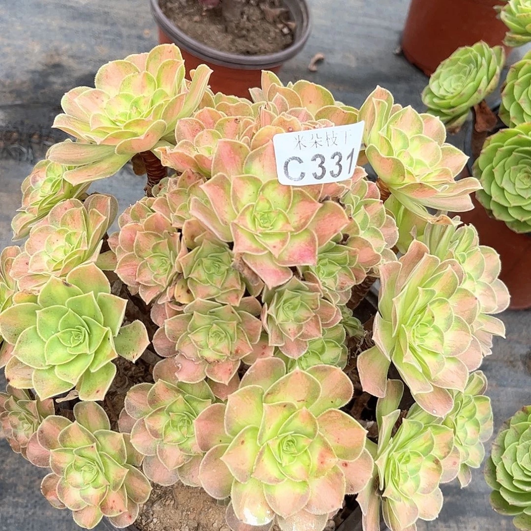 多肉植物331号多肉植物