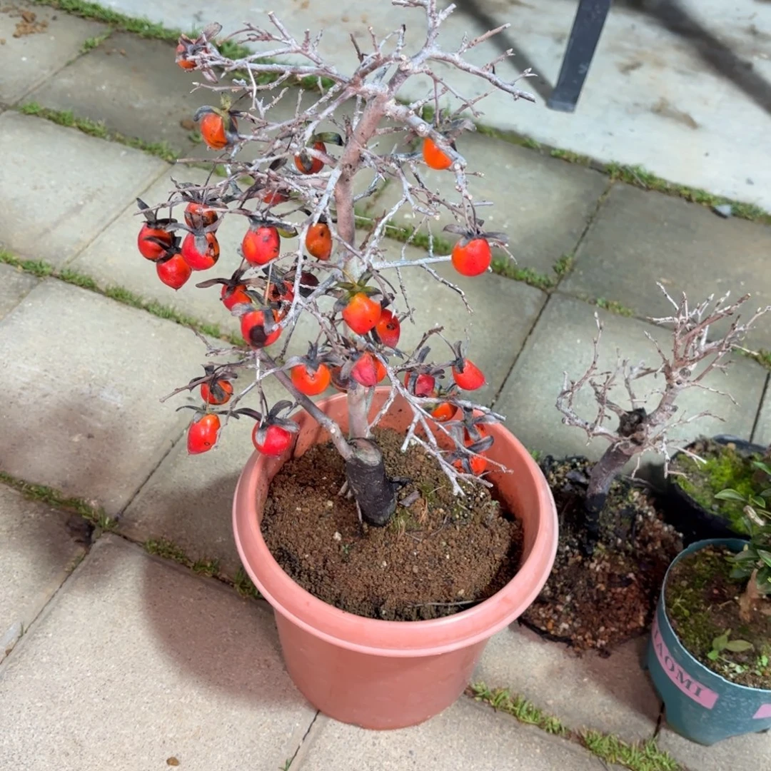 牛***叔全场盆景老鸭带果包邮