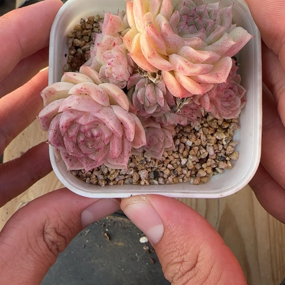 一物一拍麦秆珍妮05101