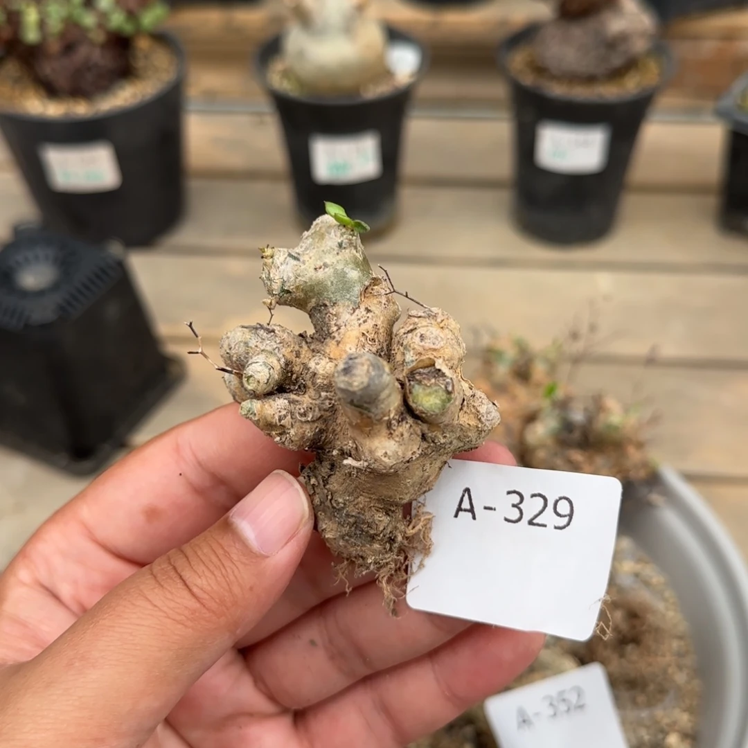 329万物想奇峰锦块根植物