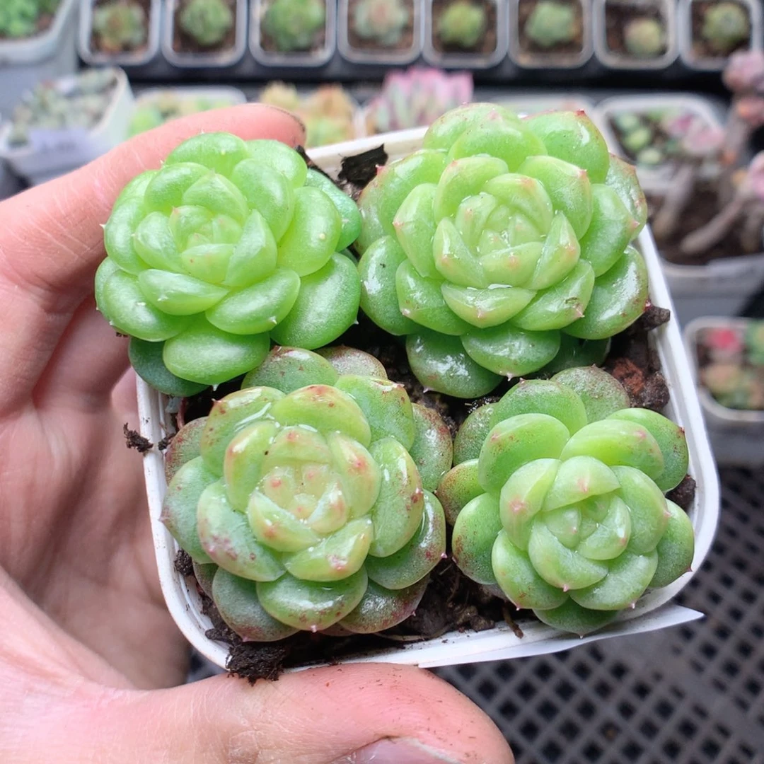 无花朵E68yyyyyyyy