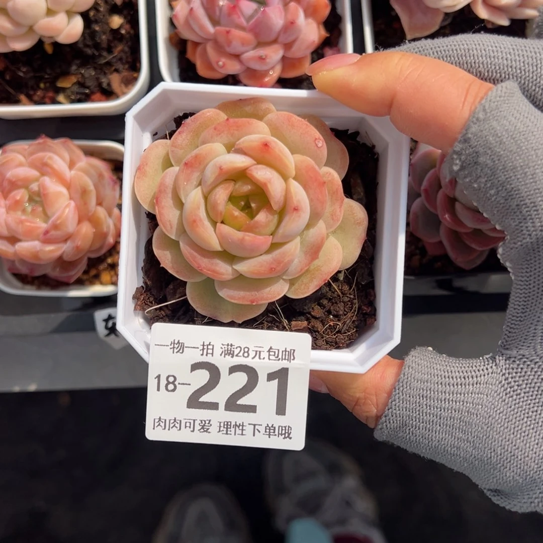 宝宝绿多肉多肉多肉多肉