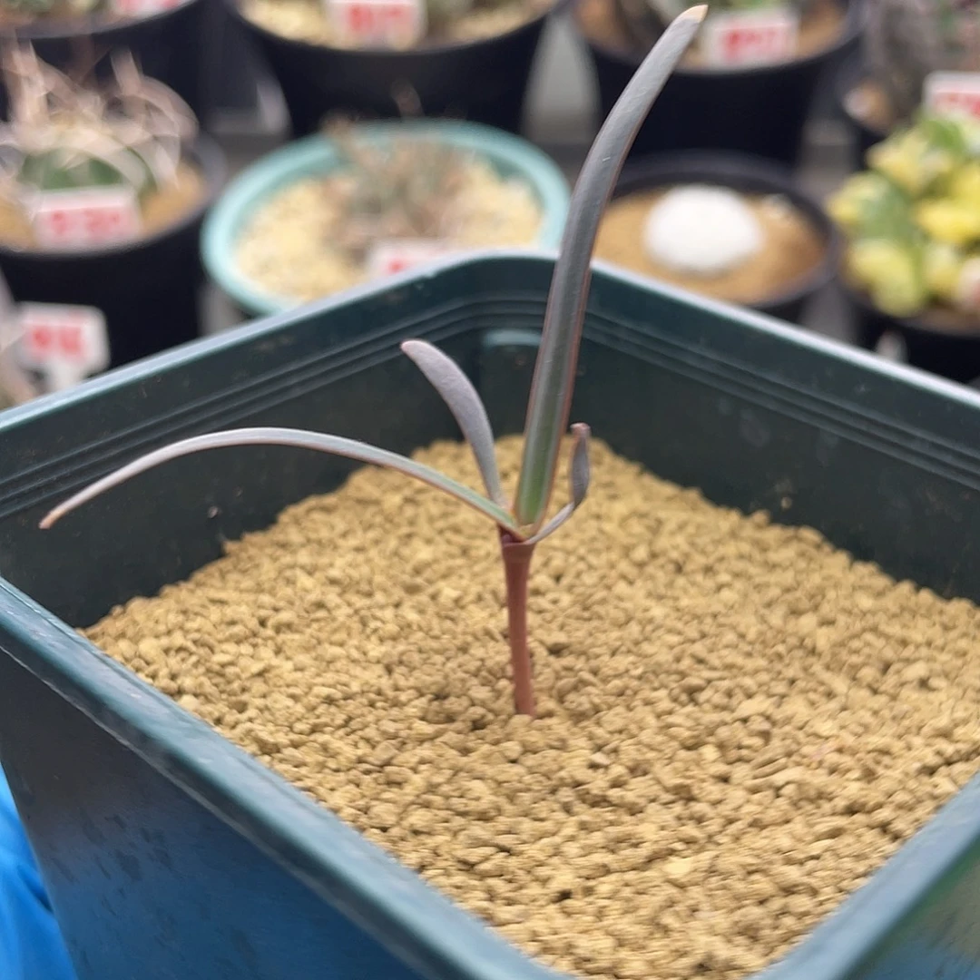 实生宽叶金边百岁兰带盆土