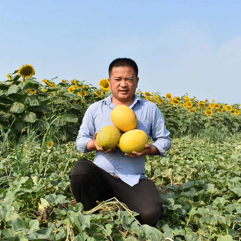 内蒙古华莱士蜜瓜新鲜应季采摘哈密瓜甜瓜香瓜整箱8斤批发