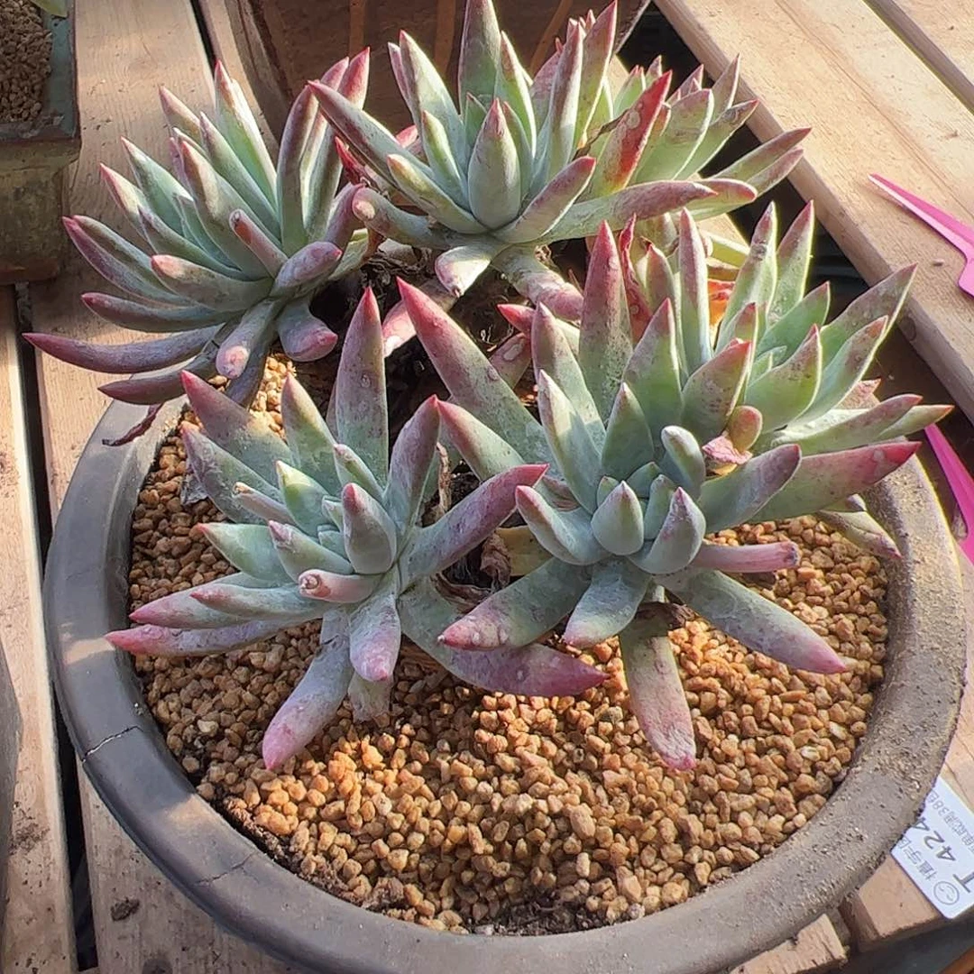 4408海瑟仙女杯多肉