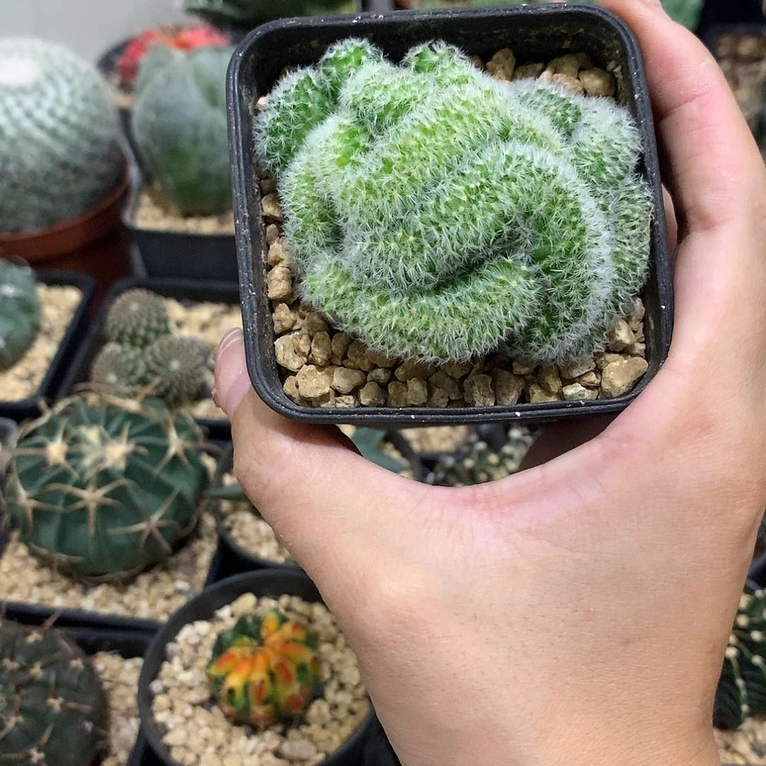 当前无花栽培后可以开花嘉文丸缀化