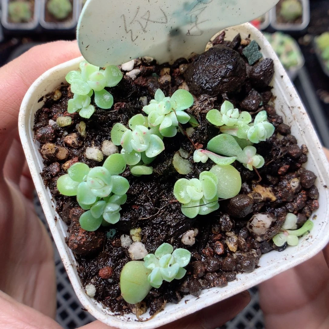 无花朵T36纸鸢yyyyyyy