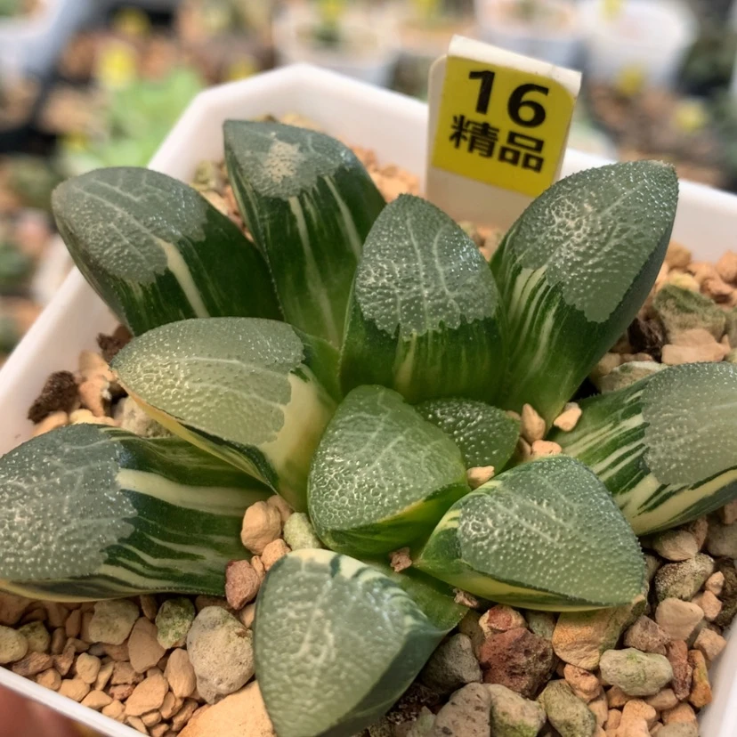 【闪购商品】16网文克