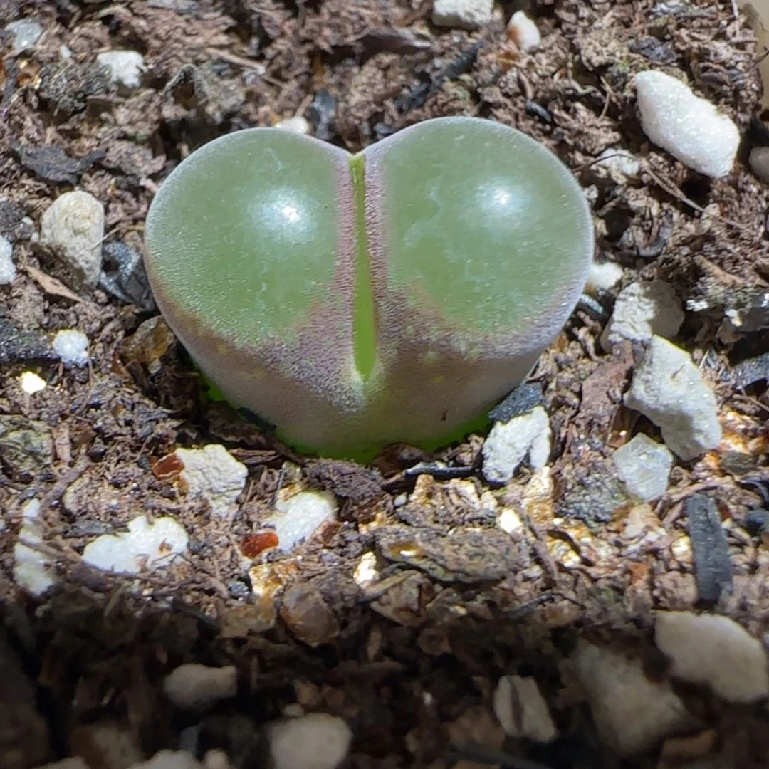 肉锥多肉植物组合-10km风铃685