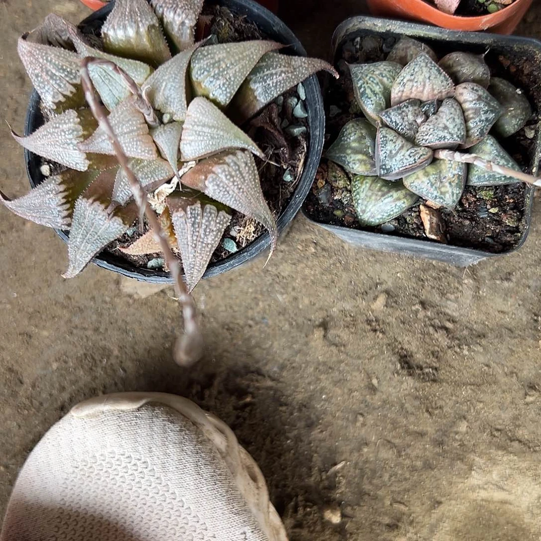 东*多肉植物多肉植物