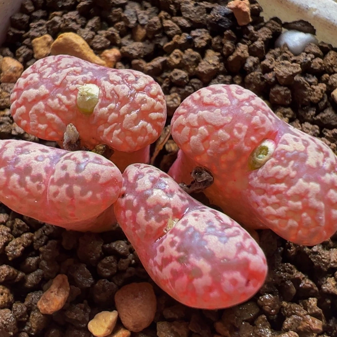 粉鸟哈尼群多肉植物