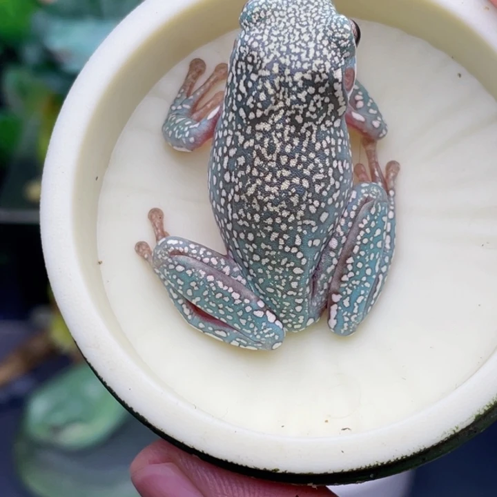 「***毅老爷树蛙顶级暴雪蓝