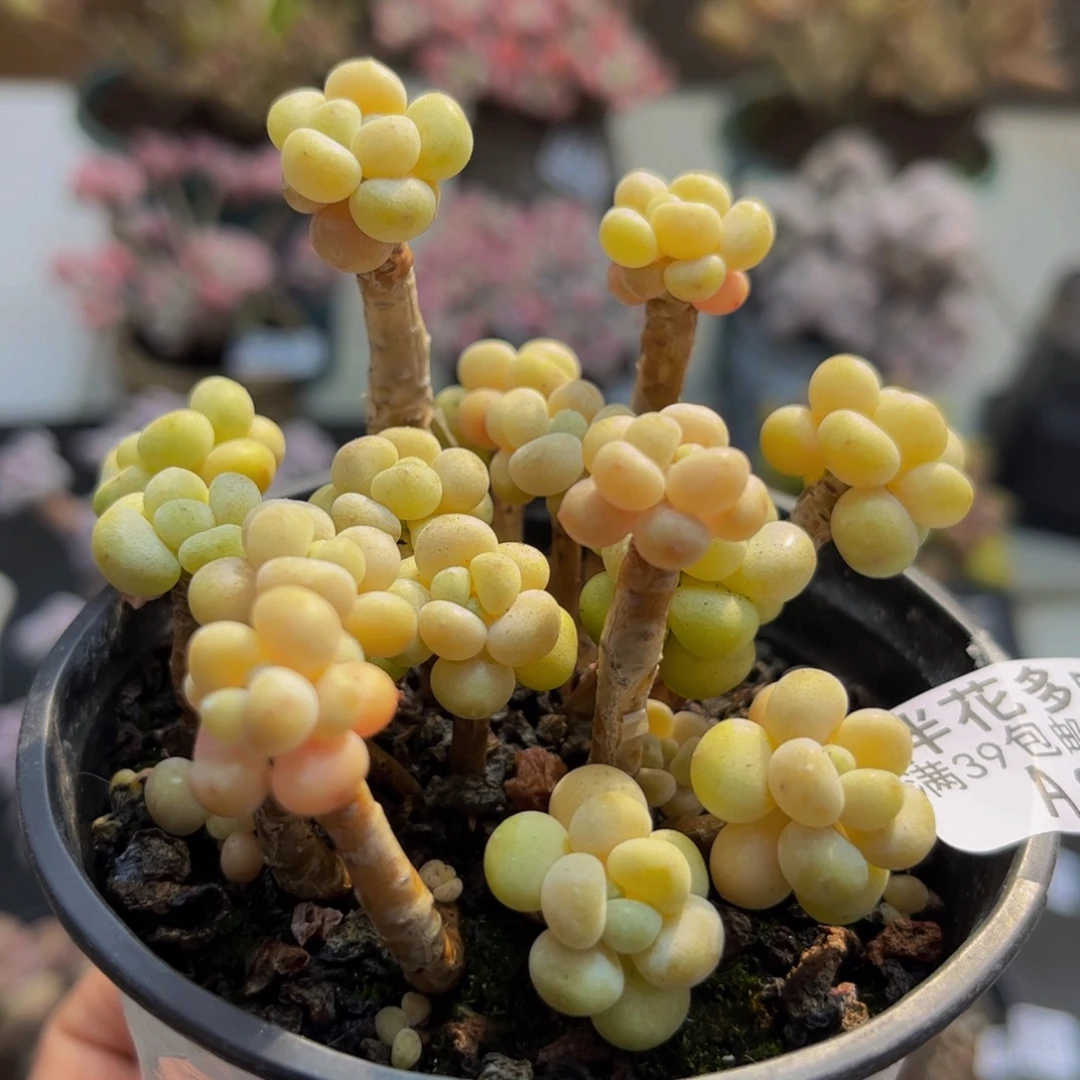 836/8cm鱼子酱多肉植物