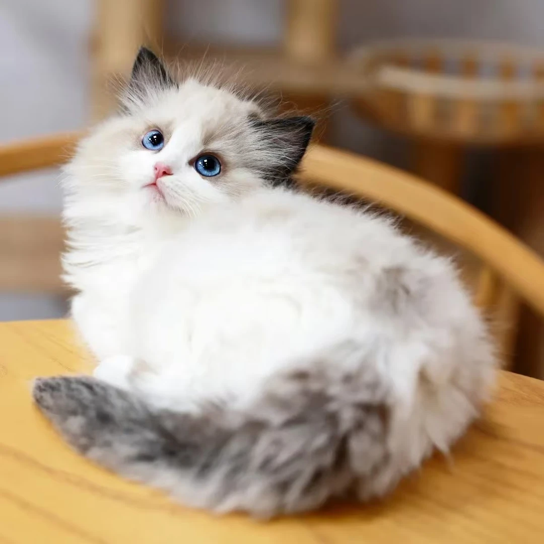 发发（全品类猫咪）宠物猫活体布偶金渐层蓝金缅因矮脚等