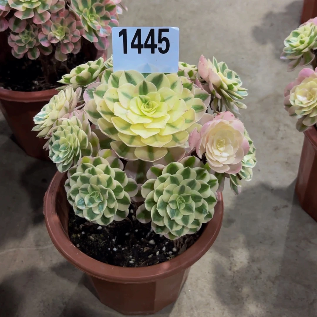 无花朵1445倾城111111