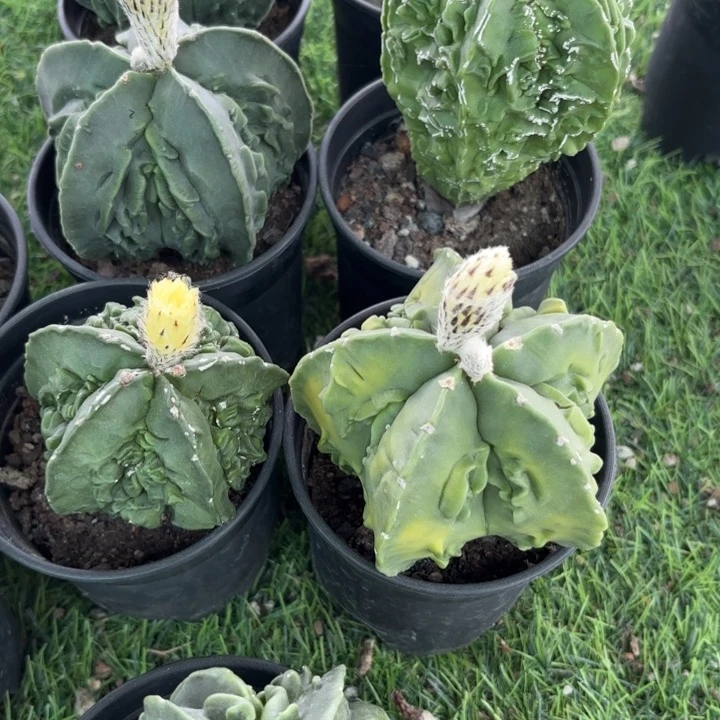 完全开放实生核桃皮实好养