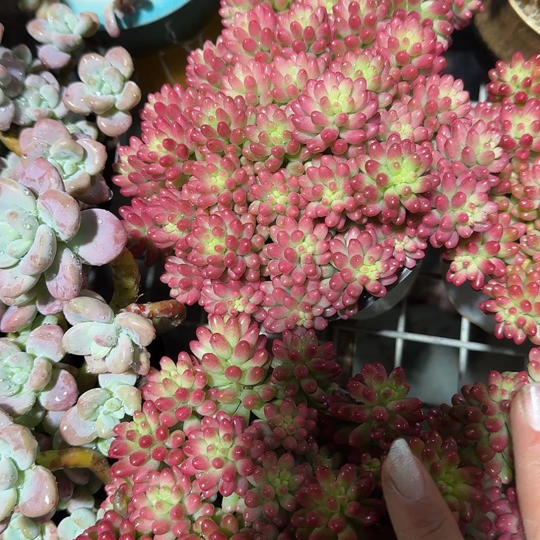 红植物锦多肉植物净切