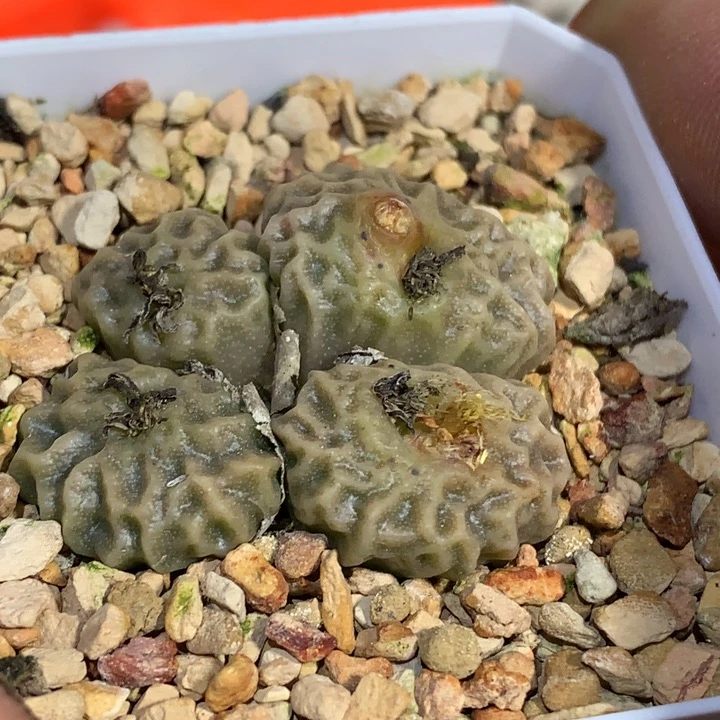 是***桃精品多肉植物精品多肉