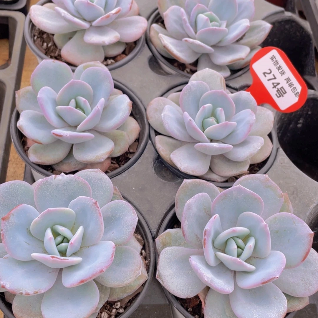 274号 正版韩版奶茶大单头一个