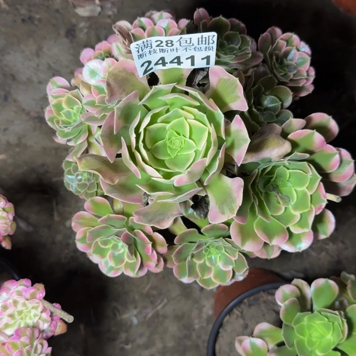 24411南香妃多肉植物