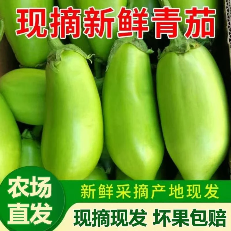河南露天青茄子新鲜采摘农家自种生吃炒菜应季果蔬3斤/5斤