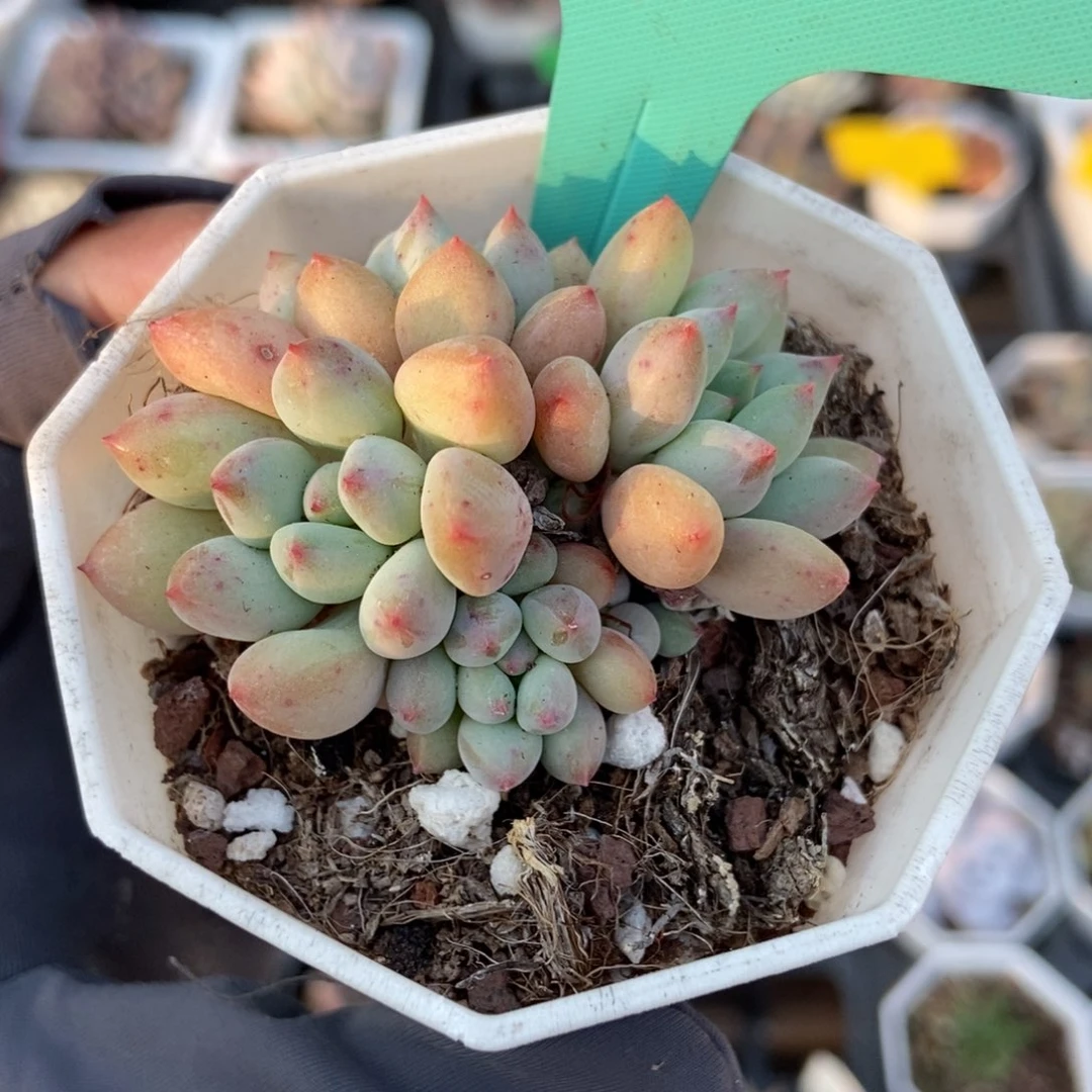 1495萤火虫多肉植物了