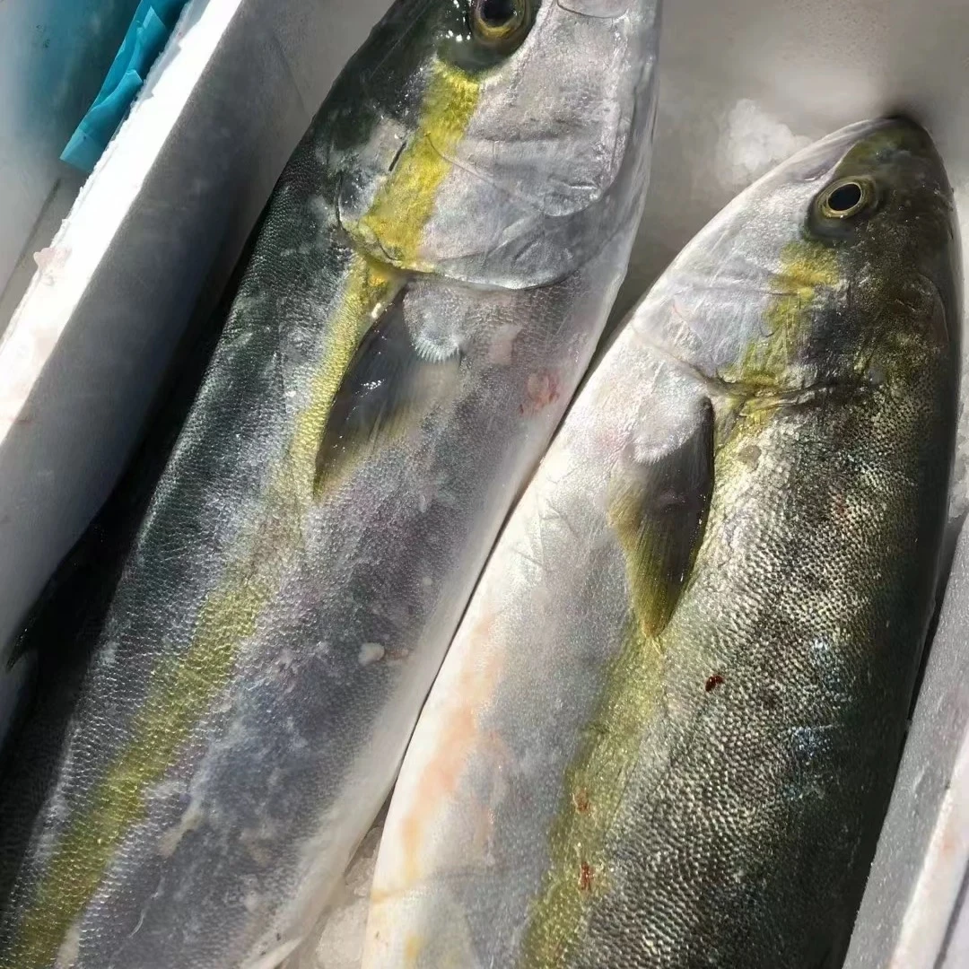 新鲜整条章红鱼深海捕捞肉质饱满