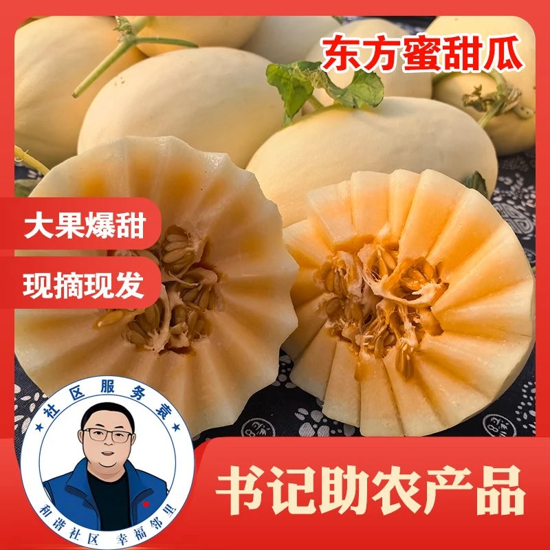 【书记助农】东方蜜甜瓜新鲜白瓜现摘现发夏天的应季水果