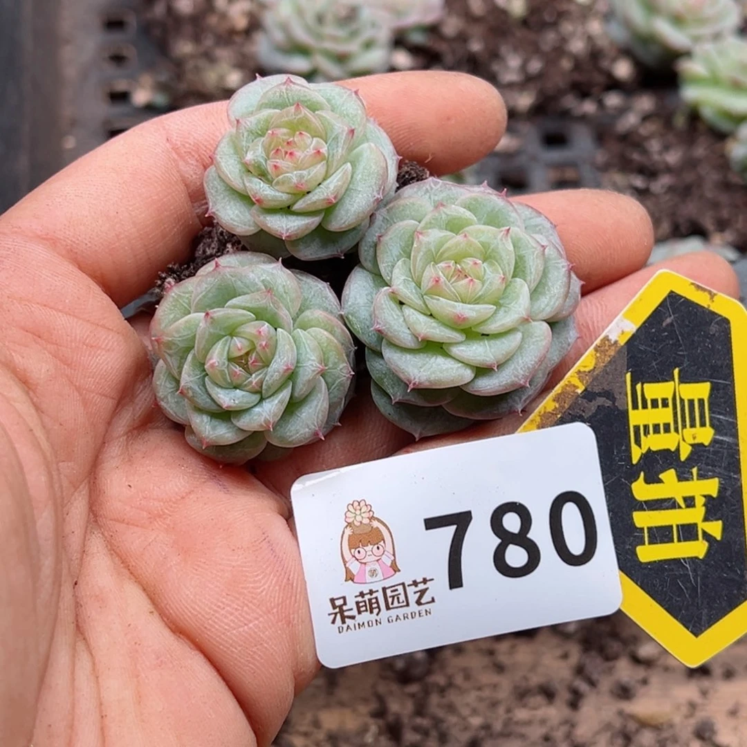 多肉植物多肉植物