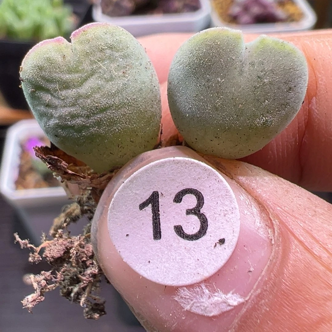 *****多肉植物11111111111111