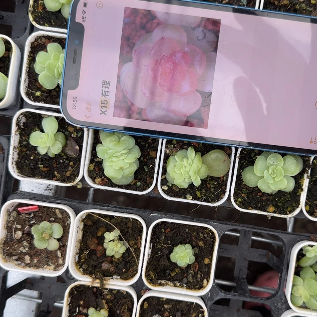 有理X15疑似一个1床满25包邮