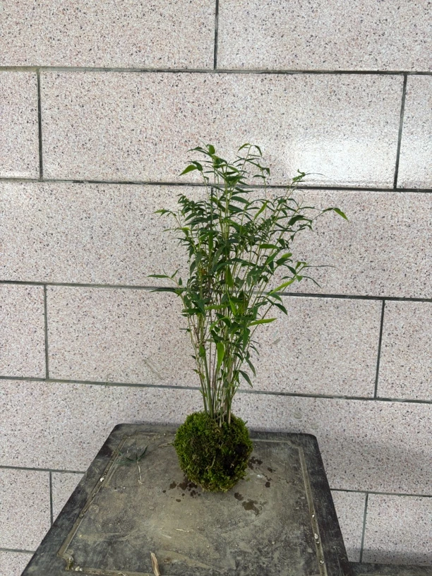 小米竹高矮水培观音竹
