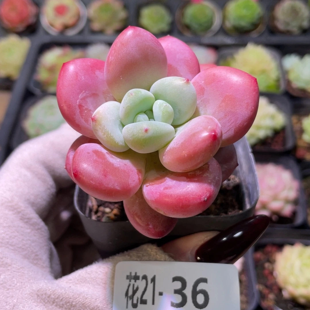 花利美21-36洛神单头