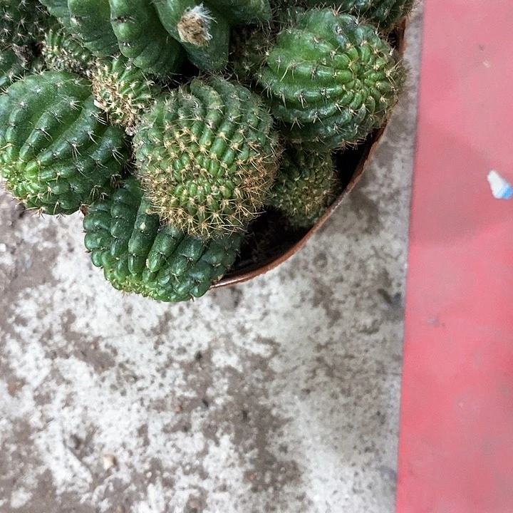 红黑心丽花5公分左右