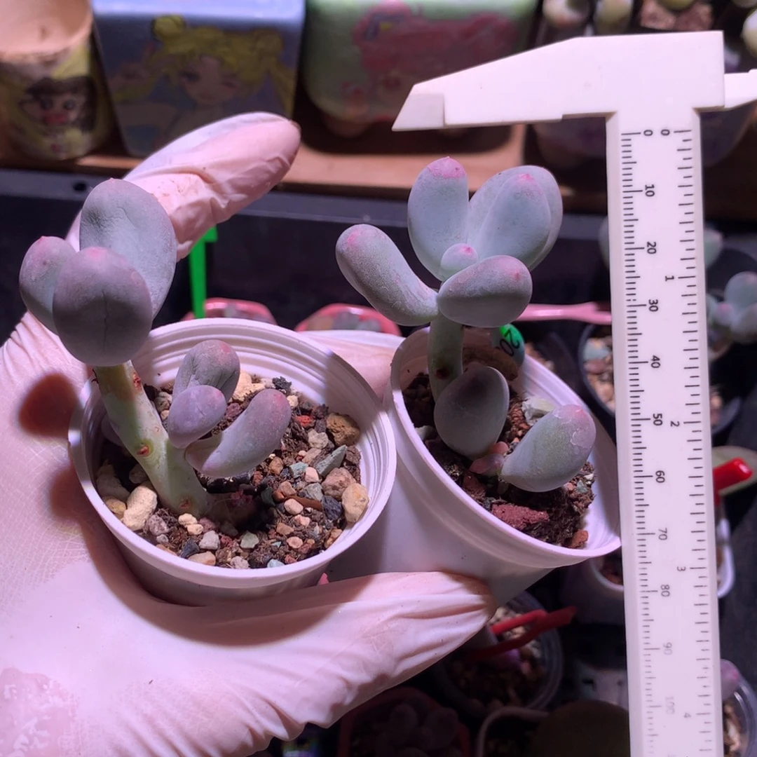 瑕疵特价不售后两颗一起