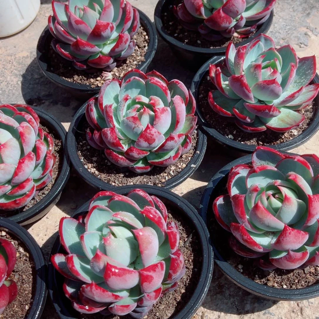 惊鸿仙子多肉植物