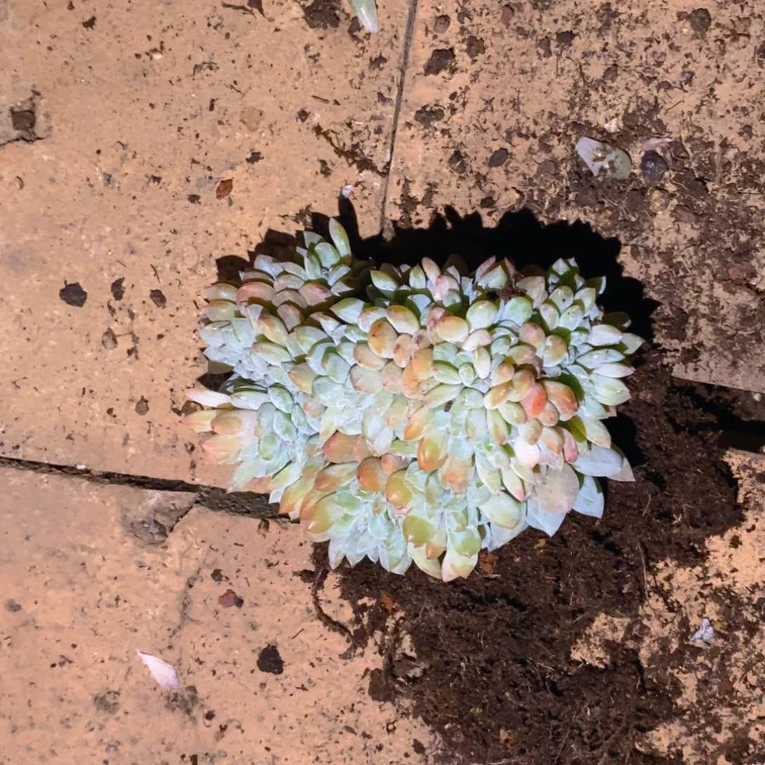 莎*姐星影缀一物一拍