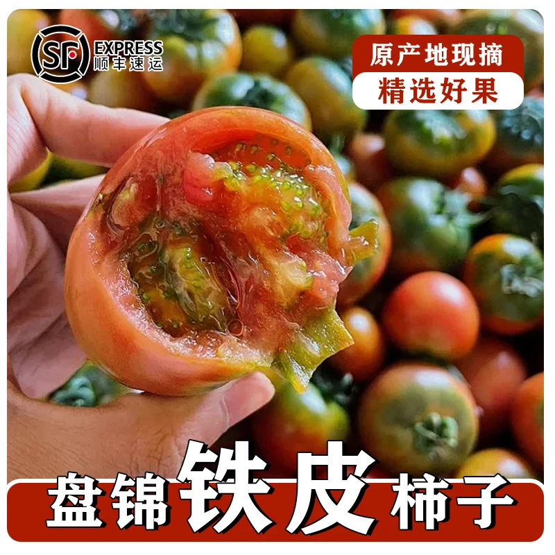 正宗盘锦铁皮西红柿圣女果小柿子自然熟酸甜可口爆汁产地直发顺丰