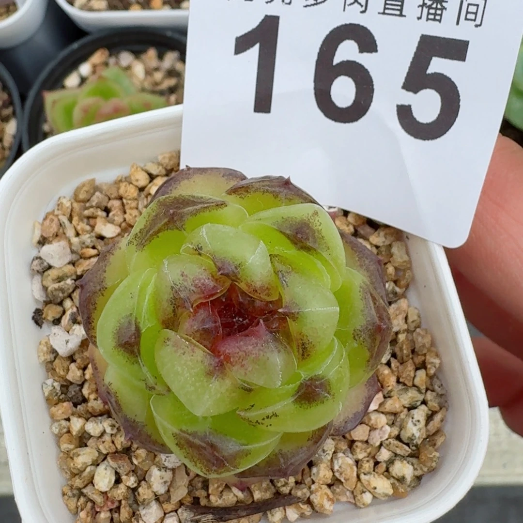幽灵公主            精美多肉植物