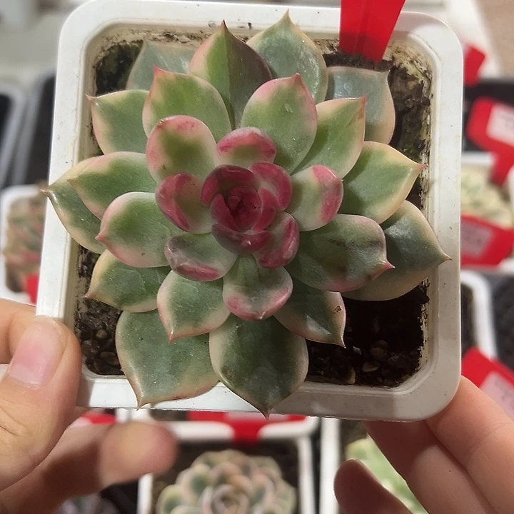 134号火焰玫瑰锦多肉植物