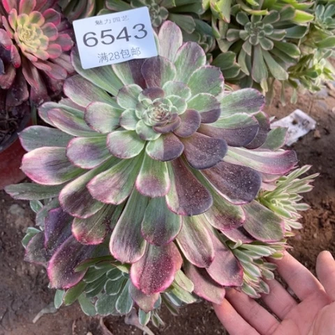 水墨多肉多肉6543