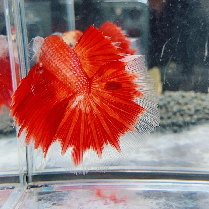 斗鱼黑151号巨斗半月