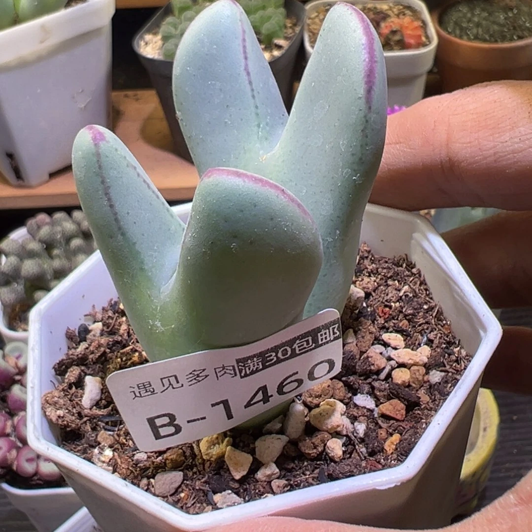 多肉植物111111111111