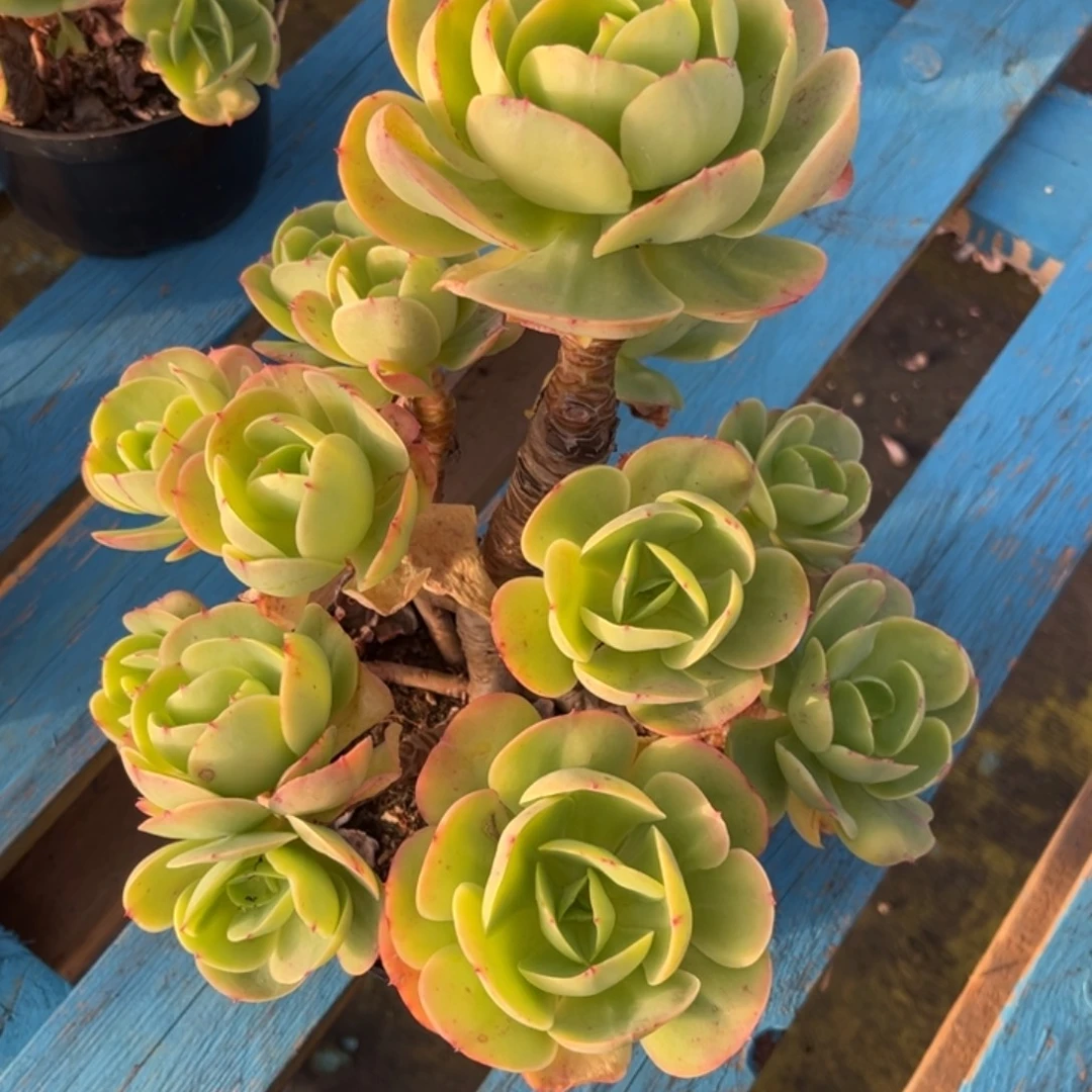 小雨多肉李姐碧桃