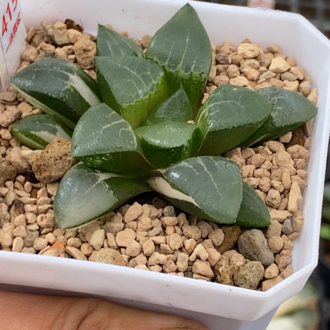 415号木叶克锦多肉