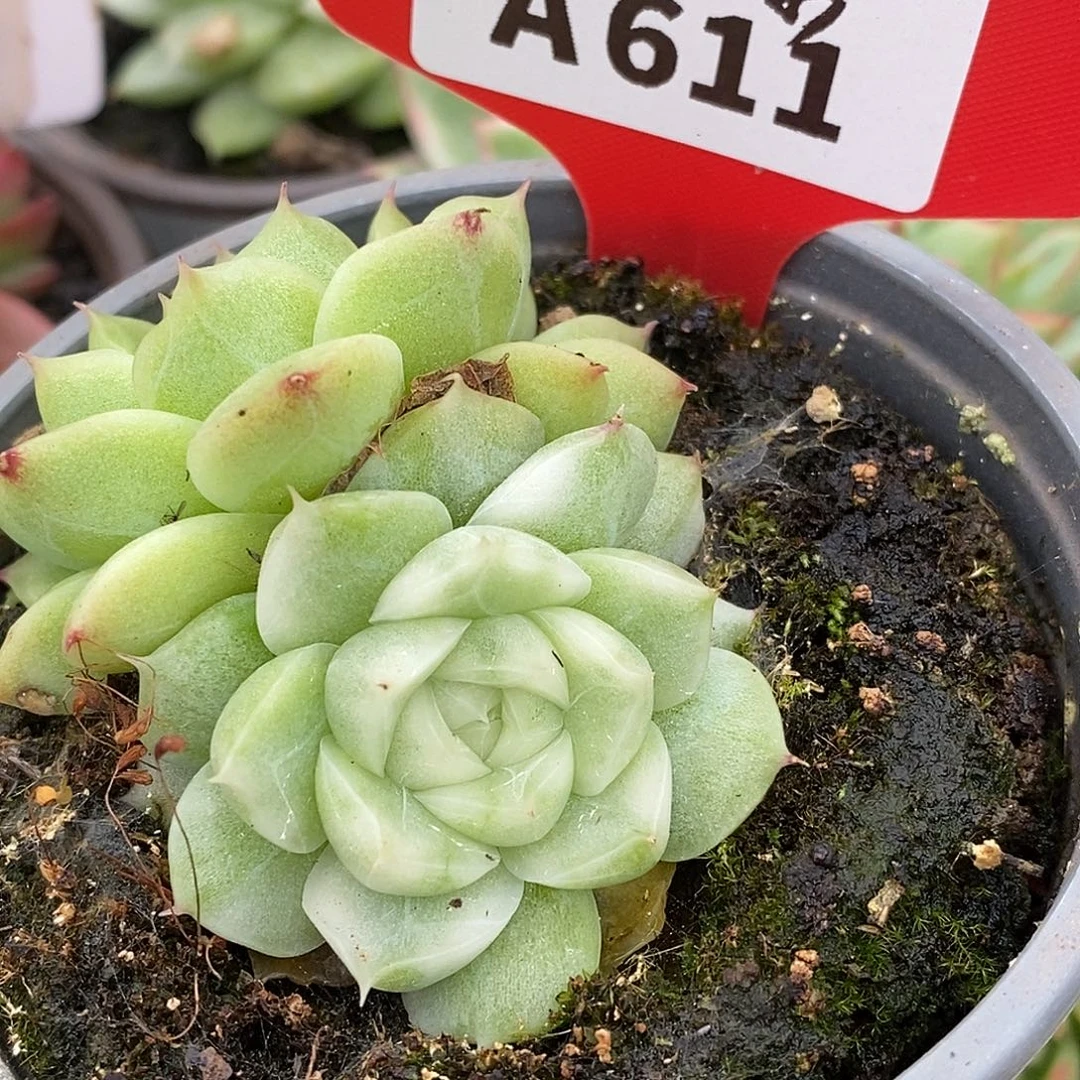 611麦秆哈哈哈哈哈哈