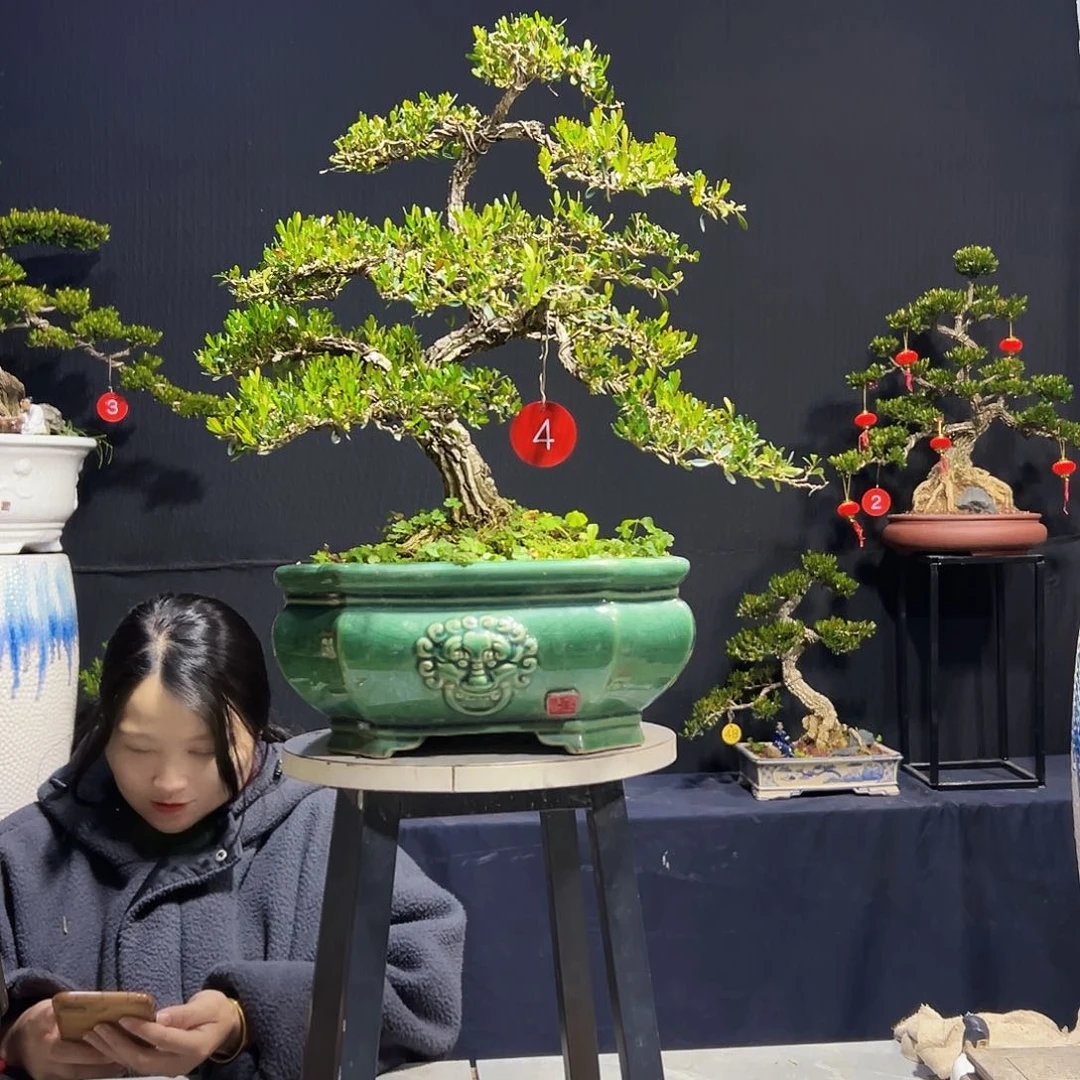 绿植皱皮黄杨木